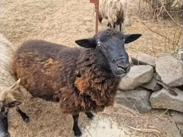 قوچ, گوسفند — مجارستان