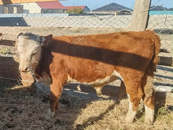 Bull, Kazakh White-headed cow