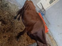 Sapi, Cattle — foto 2