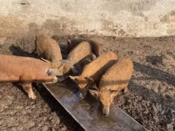 Pigs (batch, sex not specified), 