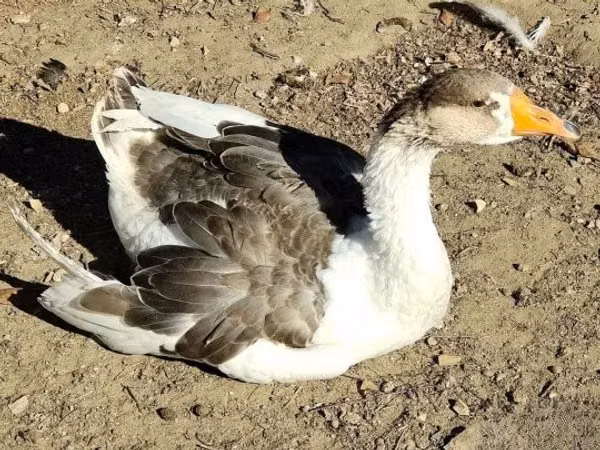 Geese