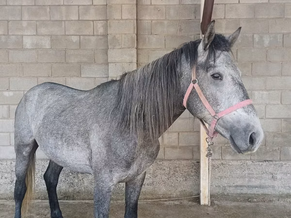घोड़ा, Kustanai horse