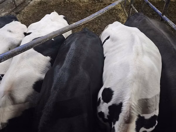Cow, Holstein breed