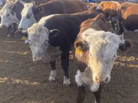 Cow, Latvian Blue cattle — photo 3