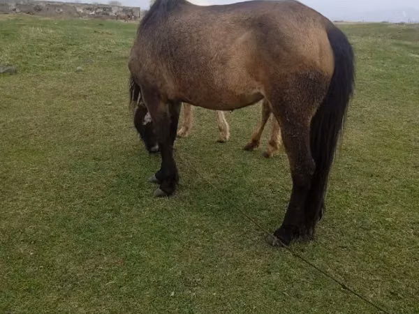 Mare, Horses — Armenia