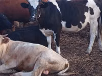 Bull, Holstein breed — photo 1