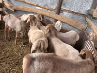قوچ, Arashan sheep — عکس 3