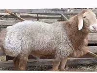 Kambing jantan, Arashan sheep — foto 1