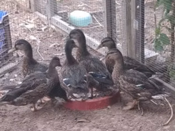 Ducks — Hungary