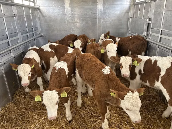 Bull, Simmental cattle — Poland