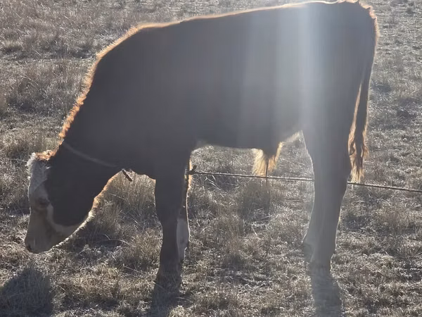 公牛, Cattle — 哈萨克斯坦