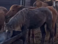 Horses (batch, sex not specified), Horses — photo 2