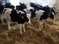 公牛, Holstein breed — 照片 2