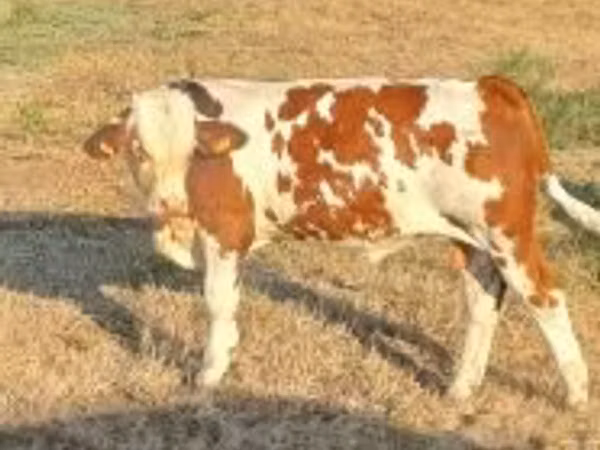 Bull, Simmental cattle — Hungary