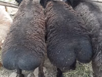 قوچ, گوسفند — عکس 2