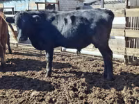 Bull, Aberdeen-Angus — photo 1