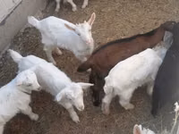 Buk, Saanen goat — foto 1