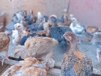 Chickens — foto 8