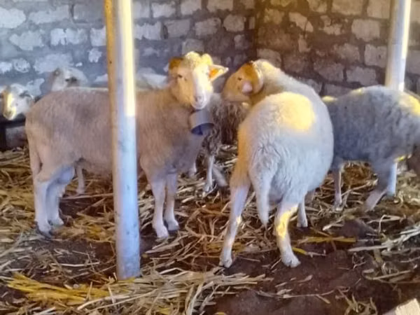 Ram, Sheep — Moldova