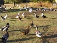 Ducks — φωτογραφία 6