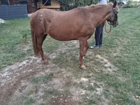 Kuda betina, Horses — foto 6