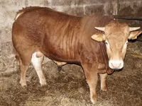Cow, Cattle — photo 1