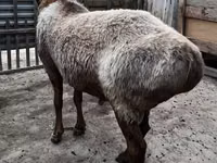 Ram, Arashan sheep — photo 3