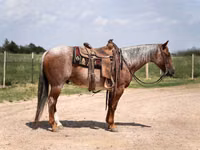 Horse (M), Quarter Horse — photo 5