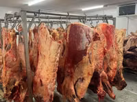 Говядина коровы, бычки — φωτογραφία 3