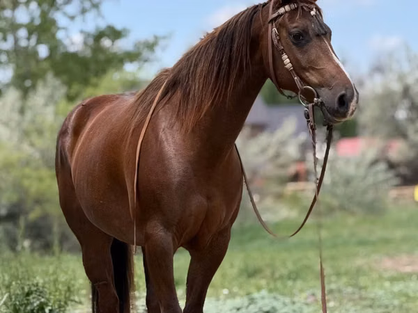 Farasi jike, Quarter Horse