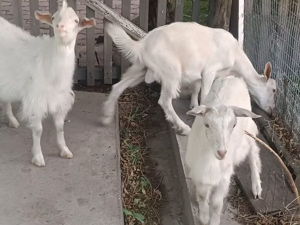 Goat, Saanen goat — Kazakhstan