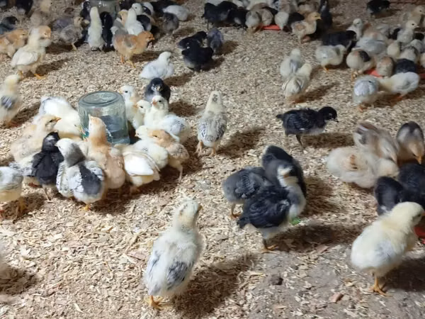 Chickens — جمهوری آذربایجان