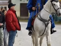 Ngựa cái, Lipizzaner — ảnh 2
