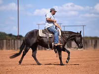 კვიცი, Quarter Horse — ფოტო 5