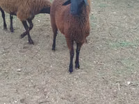 Qoyunlar (partiya, cinsi göstərilməyib), Karabakh sheep — foto 4