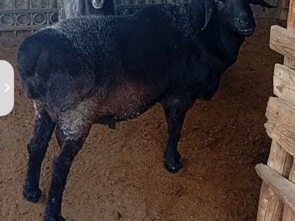 雄羊, Baerchuke sheep