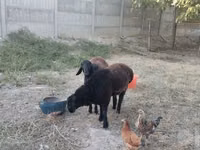 公羊, Sheep — 照片 5