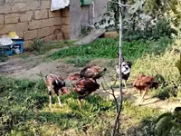 Chickens — 3-rasm
