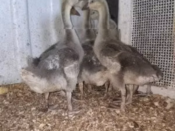 Geese — ハンガリー