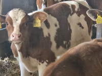 Cattle (batch, sex not specified), Simmental cattle — photo 5