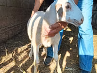 قوچ, Dorper sheep — عکس 6
