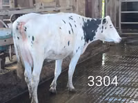 ላም, Holstein breed — ፎቶ 2