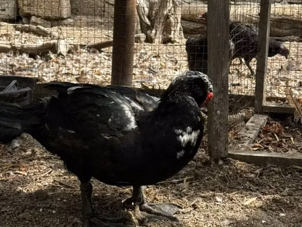 Ducks — Azerbaijan