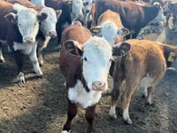 Lembu betina, Hereford — foto 1