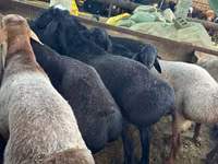 Sheep (batch, sex not specified), Sheep — photo 5