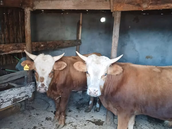 Touro, Vaca branca de cabeça kazakh