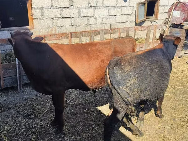 Bull, Cattle — Azerbaijan
