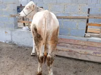 گاو ماده, Simmental cattle — عکس 3