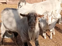 แพะตัวผู้, Saanen goat — รูปภาพ 2