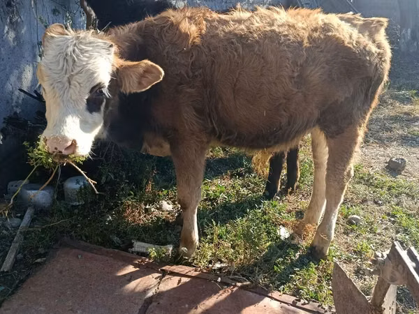 Byk, Simmental cattle